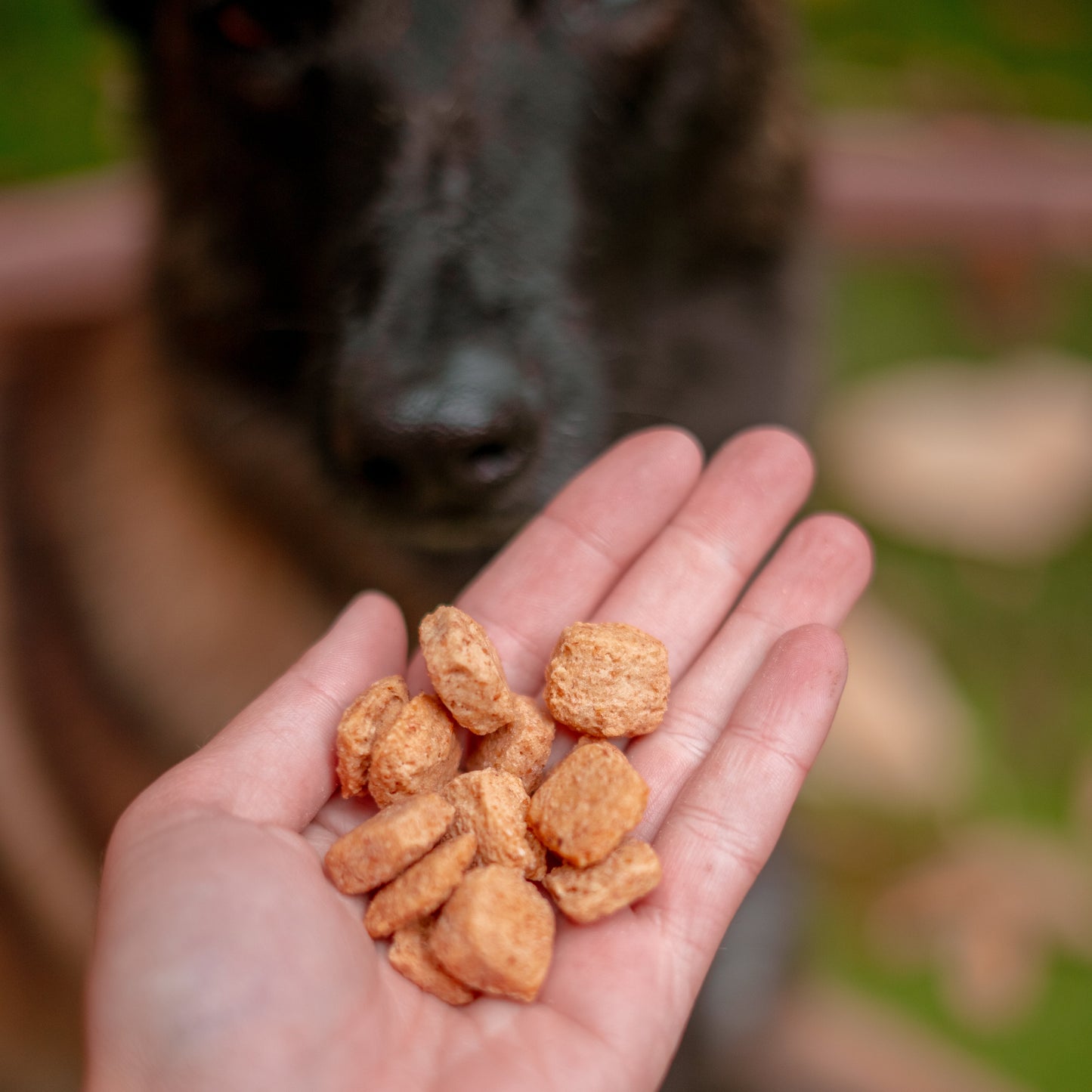Peanut Butter Training Treats
