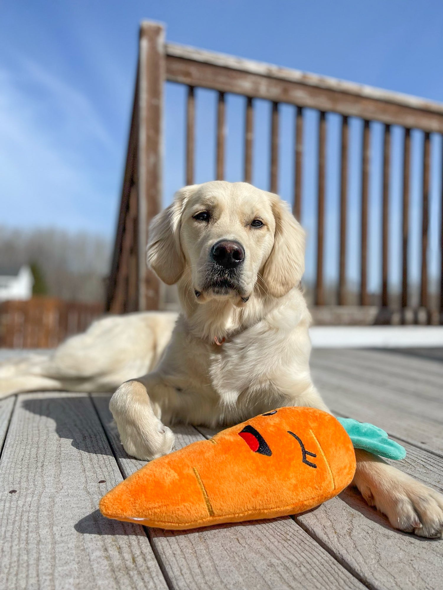 Fuzzyard Winky Carrot Dog Toy